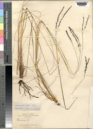 Image result for Alloteropsis paniculata