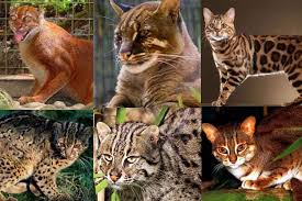 Jun 29, 2021 · uss dwight d. 6 Jenis Kucing Hutan Asli Indonesia Endemik Kucingklik Com