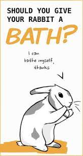 Gently pat away the powder, but try not to get clouds of powder near your rabbit's face. 340 Rabbit Love Ideas In 2021 Rabbit Bunny Rabbit Hutches