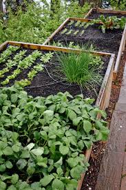 Terraced Bellevue Vegetable Garden Seattle Urban Farm Company Terraced Vegetable Garden Vegetable Garden Design Vegetable Garden Boxes