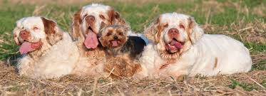 Image result for clumber španěl lov