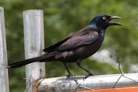 Grackles are bird bullies and they often gather around bird feeders, leaving the other birds starving. Common Grackle Call Migration Sound Habitat Flock Bird Baron