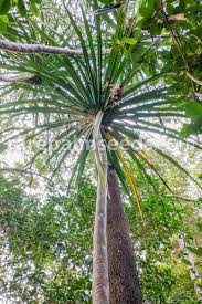 Image result for Pandanus sp. B