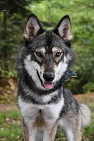 Puppyfinder.com is your source for finding an ideal puppy for sale near tacoma, washington, usa area. Tamaskan Online Shopping