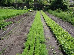 Square foot gardening (commonly referred to as sfg) is a planting method that was developed by american author and tv presenter mel bartholomew in the 1970s. Jumpstart An Herb Business On 1 200 Sq Ft Backyard Riches
