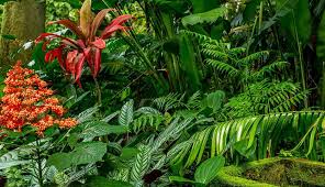 Hawaii tropical botanical garden, big island. Hawaii Tropical Botanical Garden Big Island Guide
