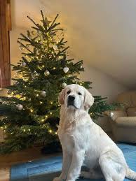 Image result for zlatý retrívr