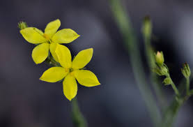 Image result for Menodora