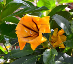 Image result for Solandra maxima