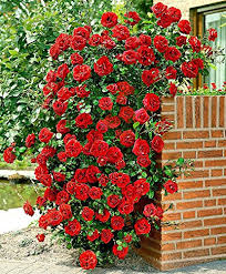 Even small spaces can accommodate roses in containers, raised beds, or narrow side yards. M Tech Gardens Aster Red Climbing Rose Seeds Rosa Multiflora Perennial Fragrant Flower Home Decor 20 Seeds Buy Online In Burkina Faso At Burkinafaso Desertcart Com Productid 77010160