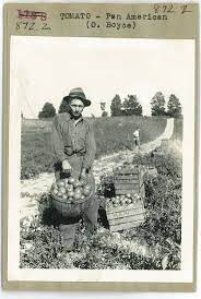 Harris Seeds Trial Farmer Harvesting Pan American Tomatoes Rochester Ny Flower Seeds Seed Company Seeds