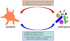 Cerca nel più grande indice di testi integrali mai esistito. Frontiers Crosstalk Between Platelets And Microbial Pathogens Immunology