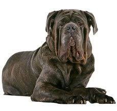 Is a giant breed but very much a family dog. Neapolitan Mastiff Dog Breed Information Dogspot In