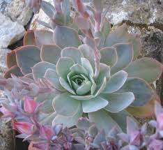 Echeveria Domingo Les Succulentes Du Jardin D Anna Poules Et Poussins Succulentes Cactus Et Plantes Succulentes