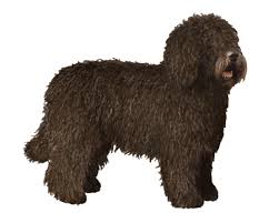 5 out of 5 stars. Spanish Water Dog Facts Wisdom Panel Dog Breeds