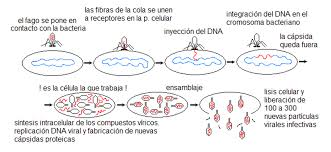 Poco tempo fa abbiamo parlato dei virus, di come sono fatti e, in generale, del ciclo il fago lambda, nella sua forma wild type (wt) è un fago temperato, in grado cioè di svolgere due. Curiosidades Cientificas Ciclos Litico Y Lisogenico De Un Virus Bacteriofago