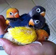 Anakan lovebird mulai tubuh bulu secara sempurni di usia 2 bulan. Umur Anakan Lovebird Siap Panen Dari Glodok Pamankicau