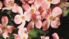 Image result for Cornaceae