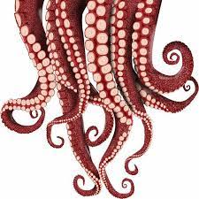 Jain Vinyl Octopus Tentacles Wall Sticker Tentacle Octopus Tentacles Octopus