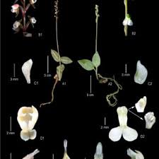 Image result for Zeuxine africana