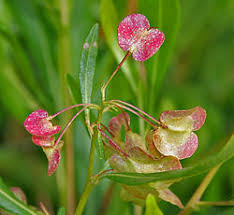 Image result for Dodonaea viscosa