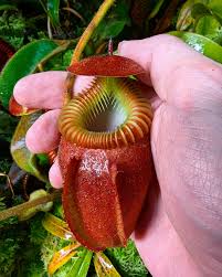 Image result for Agathisanthemum