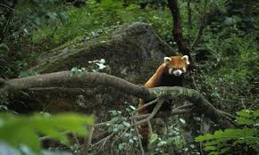 Daily red pandas to brighten your feed red panda. Red Panda The Big Blue Trunk