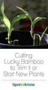 Pruning Lucky Bamboo Plants Dracaena Sanderiana Is Necessary When The Sprouts Grow Too Tall And Leaves Die Lucky Bamboo Lucky Bamboo Plants Bamboo Plant Care
