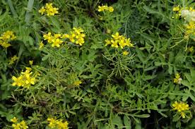 Image result for Rorippa nudiuscula