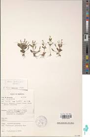 Image result for Linderniella