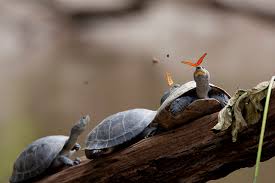 This beautiful country is a paradise everywhere you look at it. Kinderweltreise Ç€ Ecuador Tiere Pflanzen
