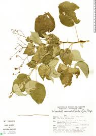 Image result for Wissadula