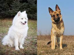German Shepherd Samoyed Mix Cost Lifespan And Temperament Family Life Share