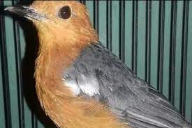 We did not find results for: Cara Mudah Atasi Anis Merah Macet Bunyi Agar Gacor Kembali