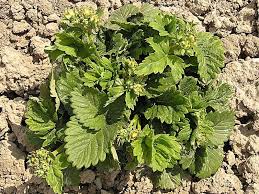 Image result for květopas jahodníkový