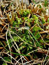 Image result for Riocreuxia torulosa