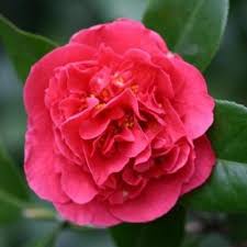Trueleafmarket.com has been visited by 10k+ users in the past month Camellia Japonica Kramer S Supreme Kramer S Supreme Camellia Servescape