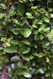 Image result for Cynanchum gerrardii