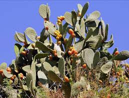 Lots of folks are ecstatic about weed edibles! Prickly Pear The Wild Food Huntress