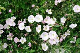 Image result for Convolvulus arvensis