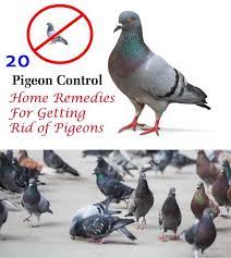 How do you get rid of pigeons in the garden. How To Keep Pigeons Away Get Rid Of Pigeons Best Pest Control Pest Control