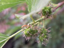 Image result for Morus indica