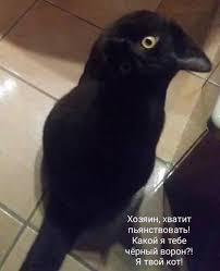 черный ворон что ж ты вьешься над моею головой Otvety Mail Ru Chernyj Voron Chto Zhe Ty Veshsya Nad Moeyu Golovoj
