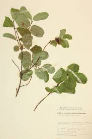 Image result for Caprifoliaceae