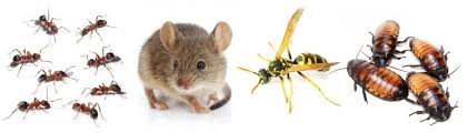 As part of our pest control program, you will receive a comprehensive treatment both inside and outside of your home. Westchester Pest Control Exterminator Rest Easy Pest Control