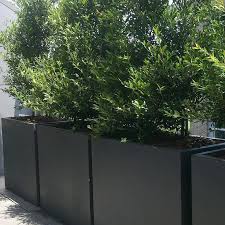 A hedge typically consists of a densely planted row of one shrub variety that is sheared to create a formal look. Design School Planting For Privacy