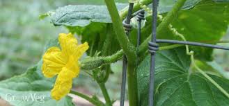 We did not find results for: Growing Cucumbers For Maximum Yield