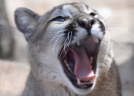 Do cats really need baths? These Creatures Lurking In Pa S Woods Can Hurt Or Kill You Lehighvalleylive Com