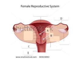 If you're not menopausal but have spotting between periods, that's a possible indication of uterine cancer. Quiz Worksheet Endometrial Cancer Characteristics Treatment Study Com