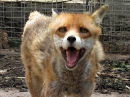 Rabid fox attacks spur warnings in Show Low, Pinetop-Lakeside | News |  wmicentral.com